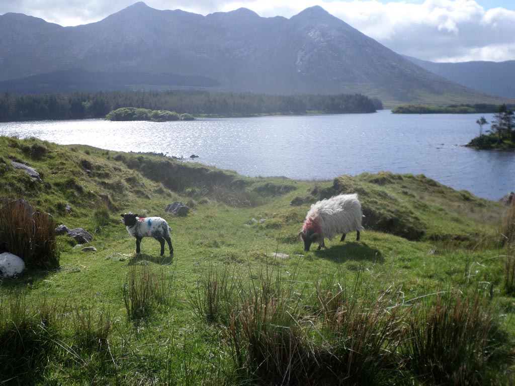 connemara_09.jpg