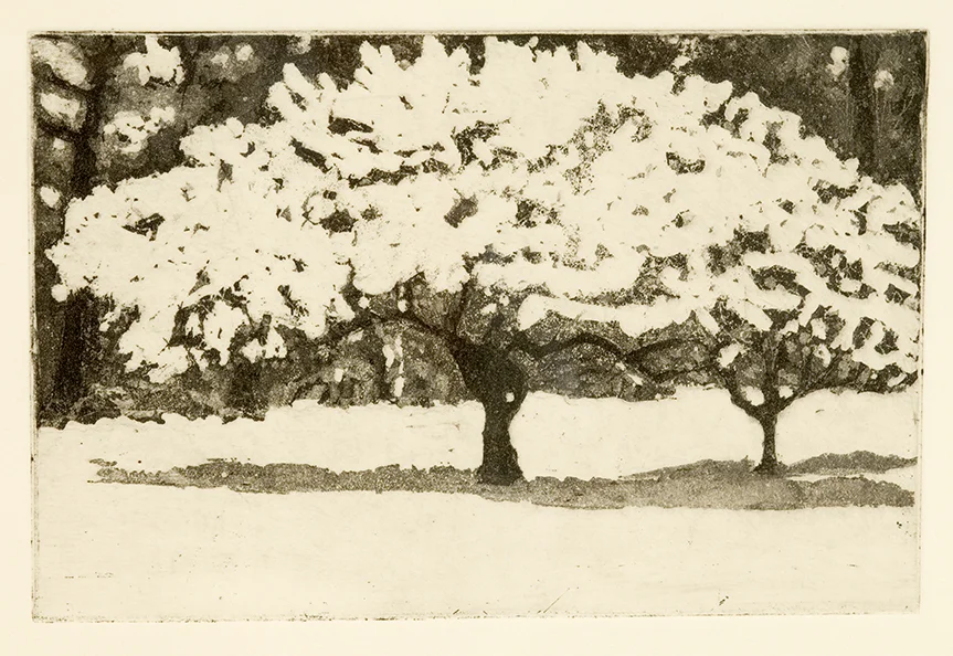 Blooming Cherry
