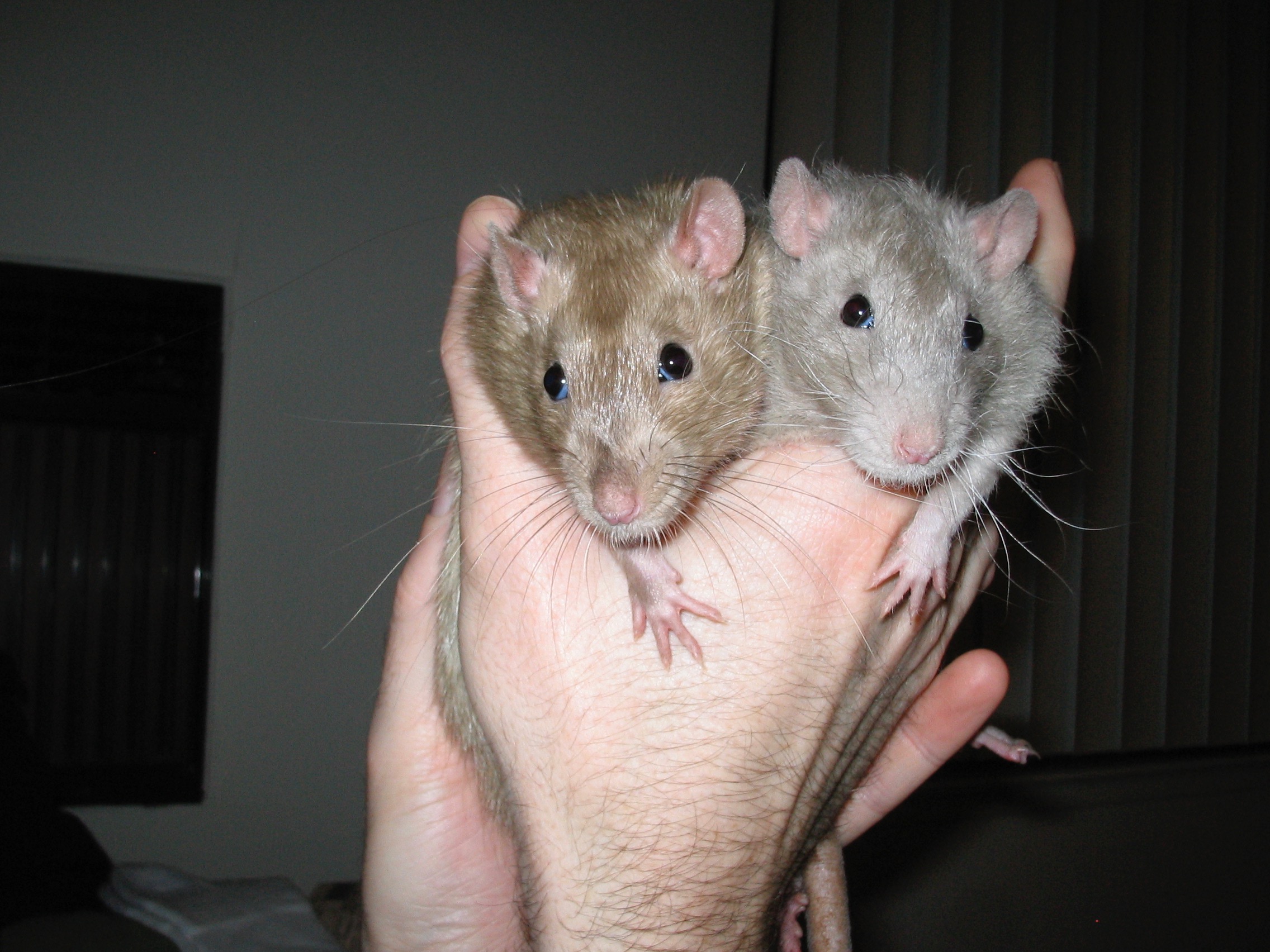 Scurvy & Stoli. Rats need love too!