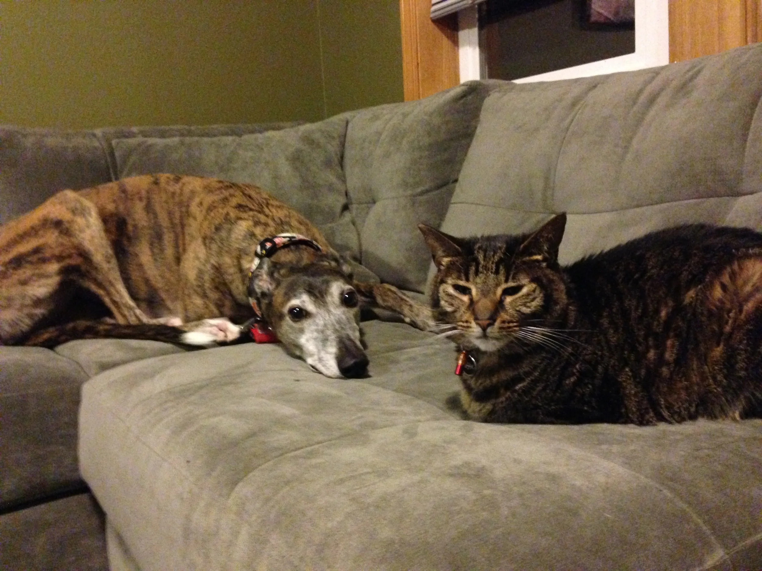 "Whatever. She still smells like dog."