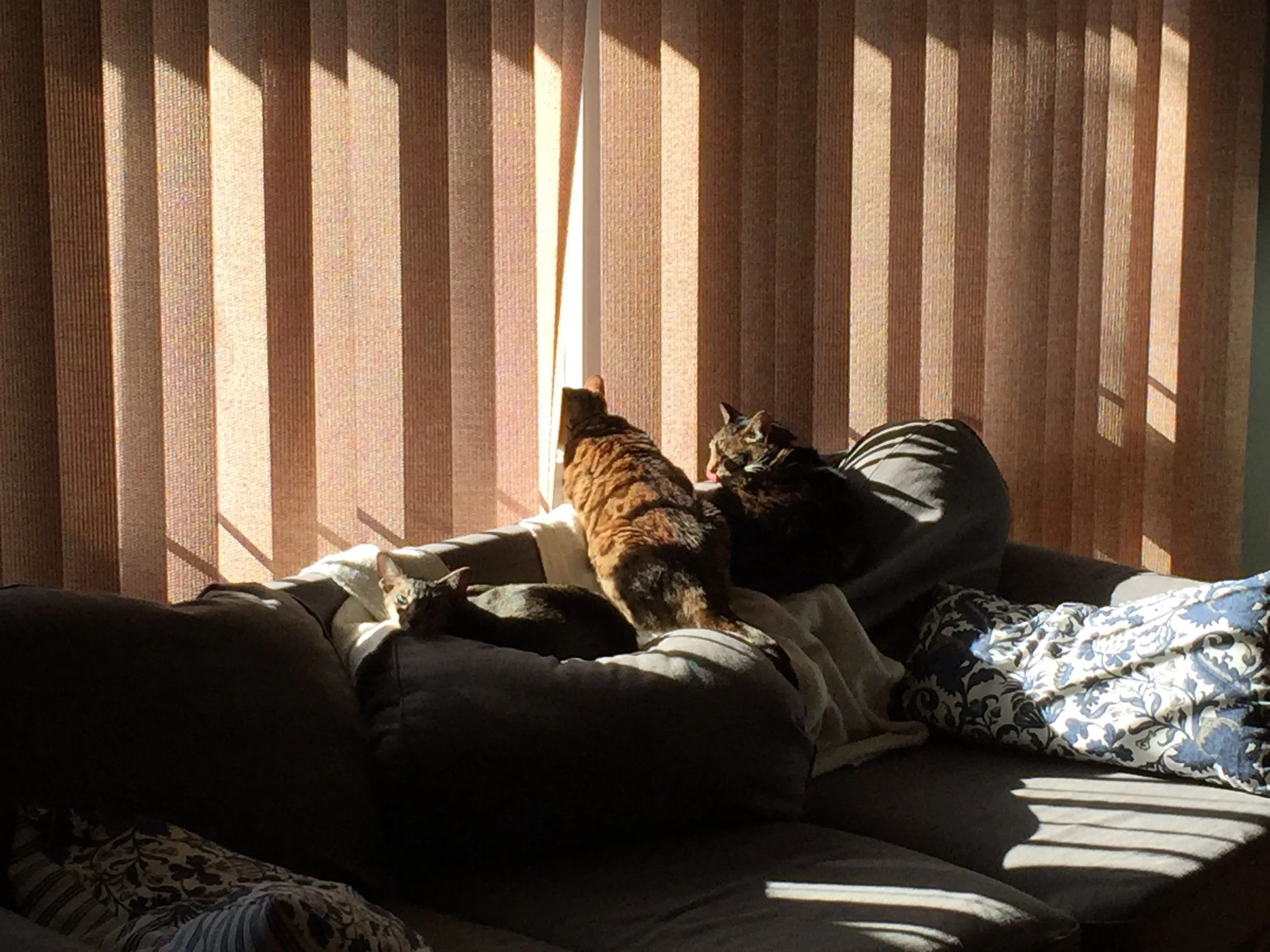 Saucer, Pixel and Sargent taking in the Oregon sun.