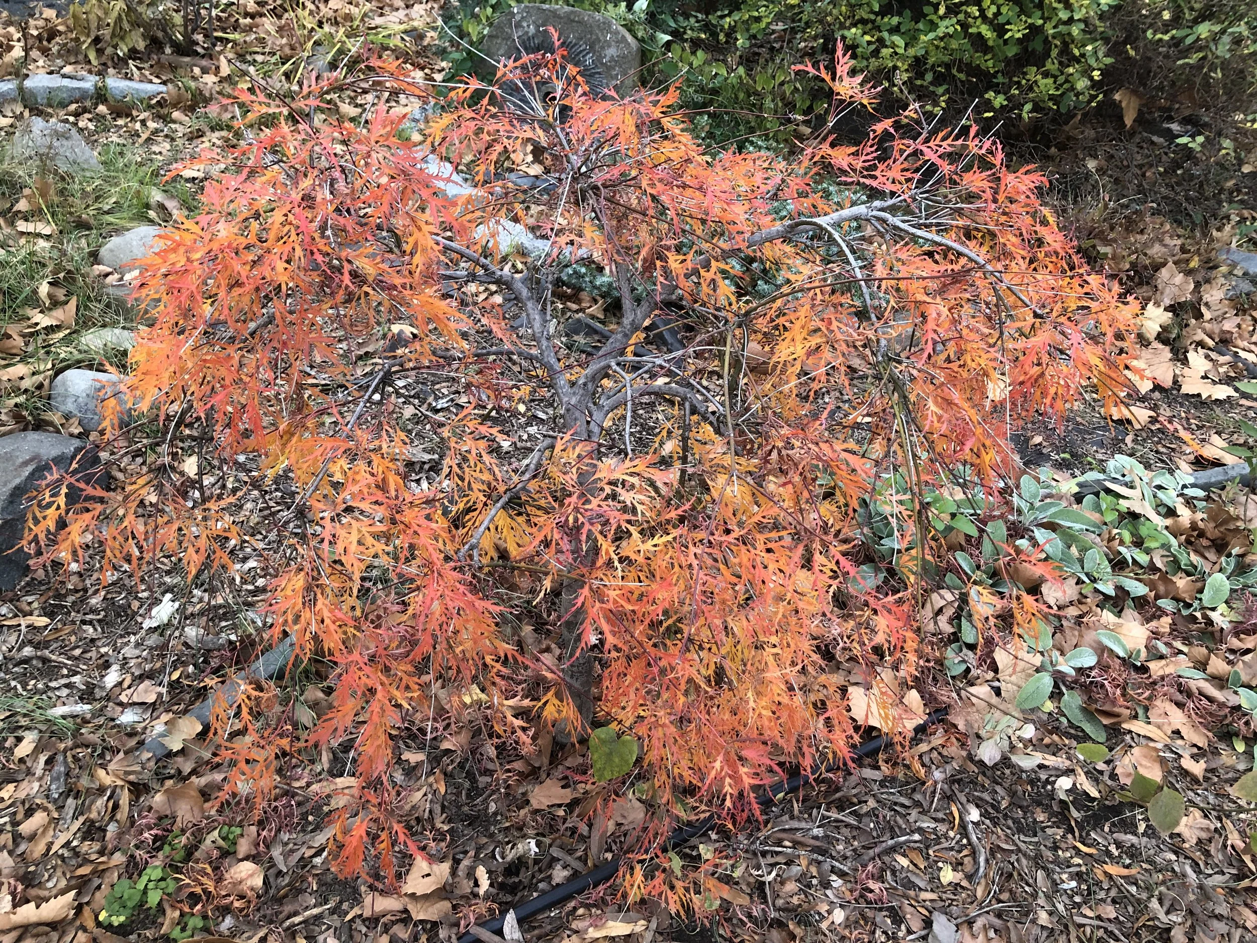 2020-11-25 16.19.48.jpg