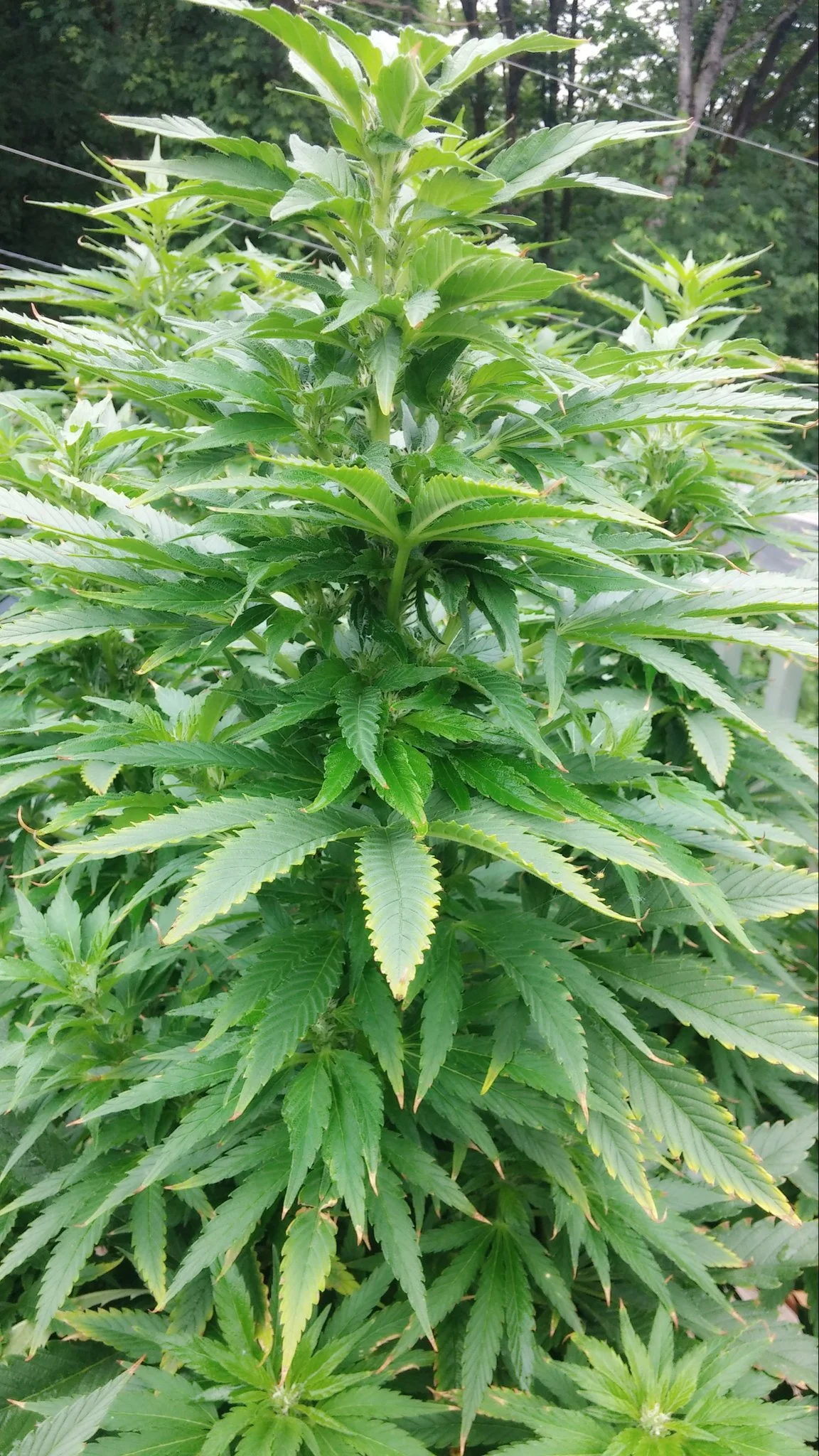 Digital Marketing Ideas for Dispensaries || alexiapbullard.com