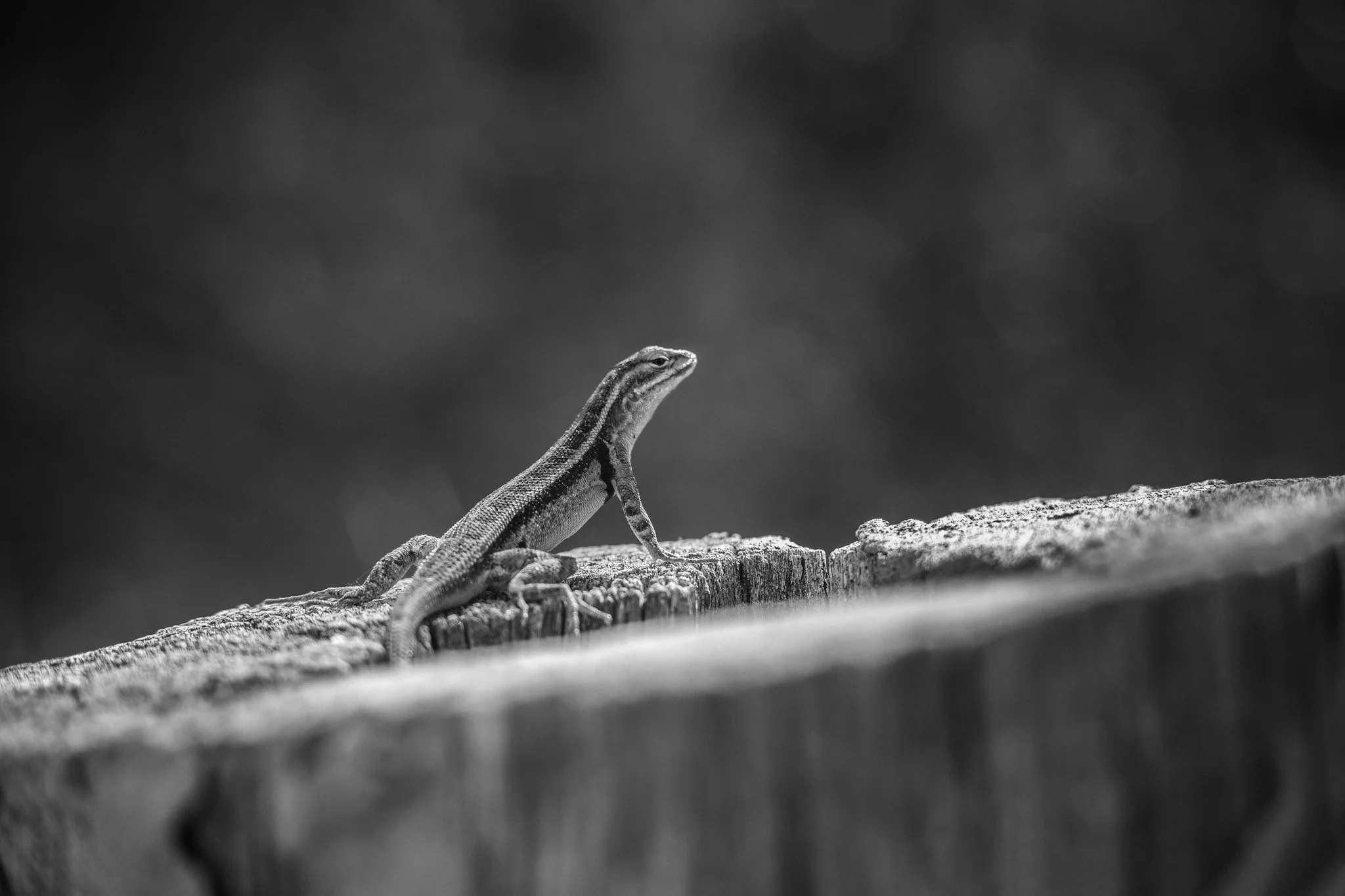 Lizard at Santa Ana.jpg
