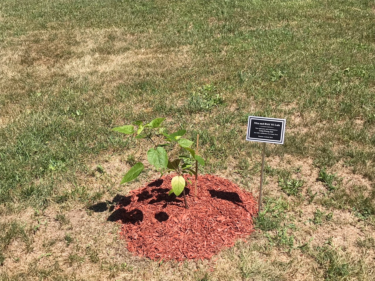 Luis' dedication tree 2018.JPG