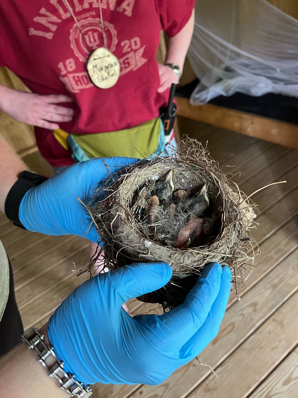  Baby birds found while setting up Tent Hill for campers. 