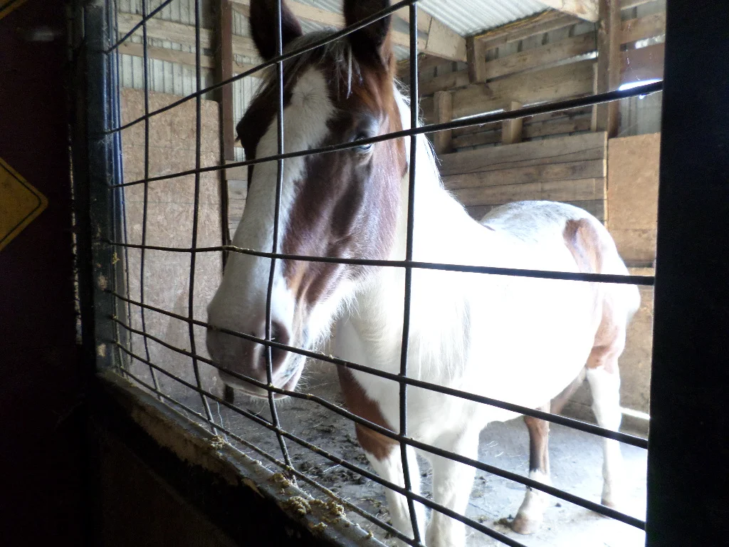 One of the beautiful horses I met while visiting the ranch.