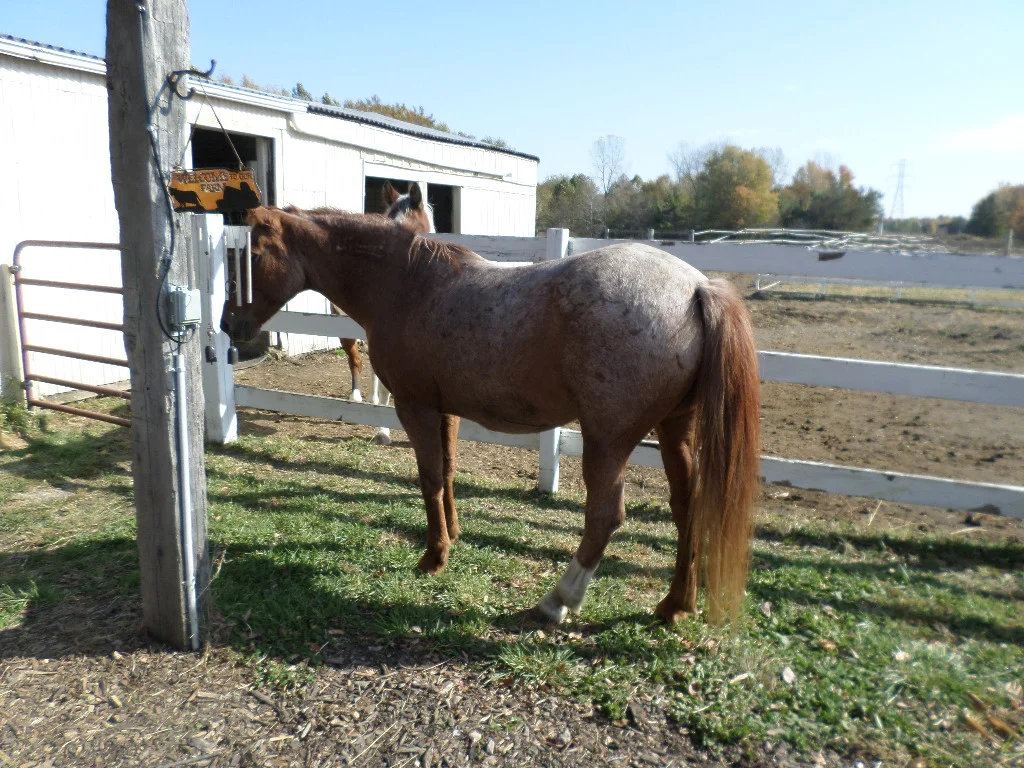 Jobie, the resident escape artist. He's supposed to be on the other side of that fence. Maybe Houdini is a more appropriate name?