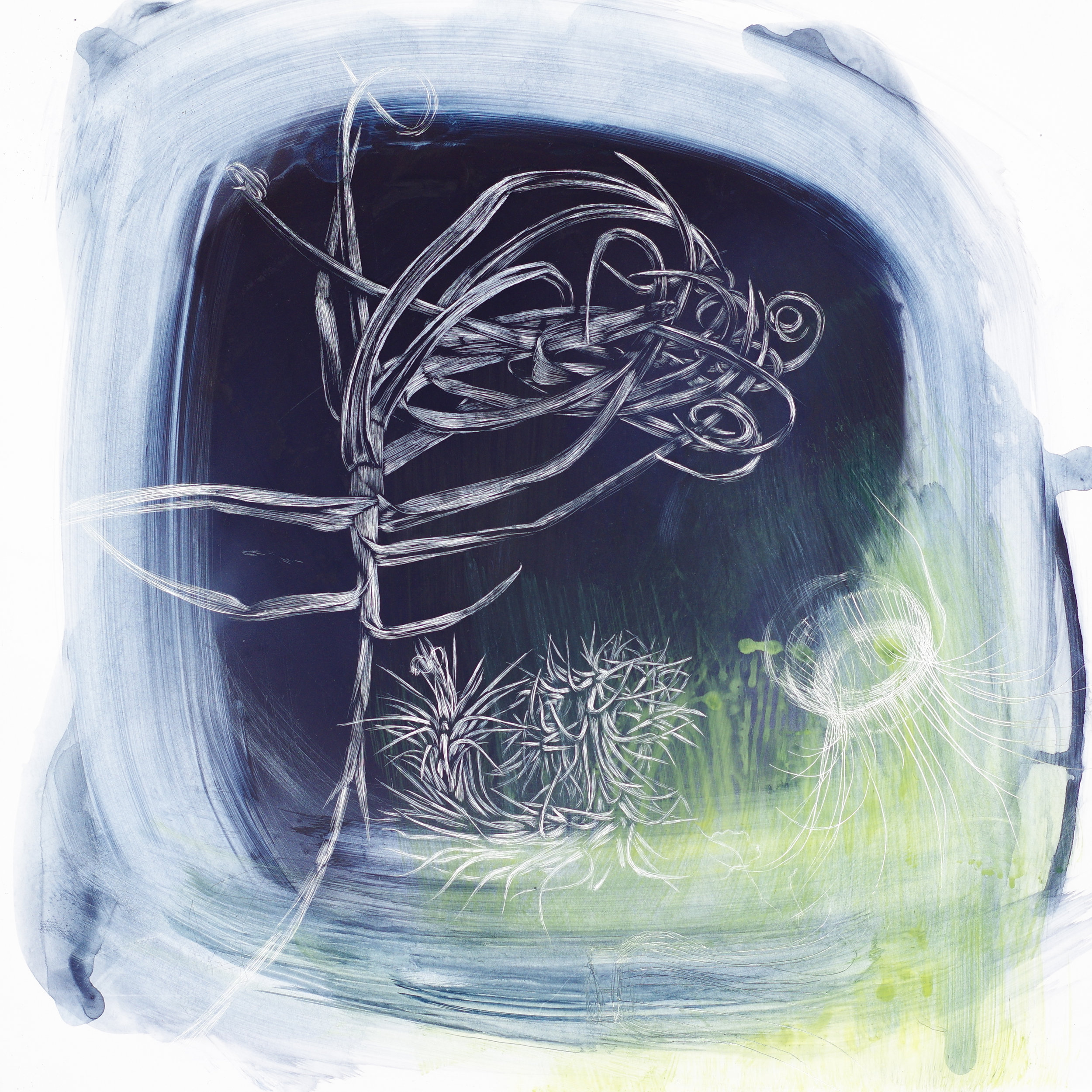 Tillandsia and Solmaris