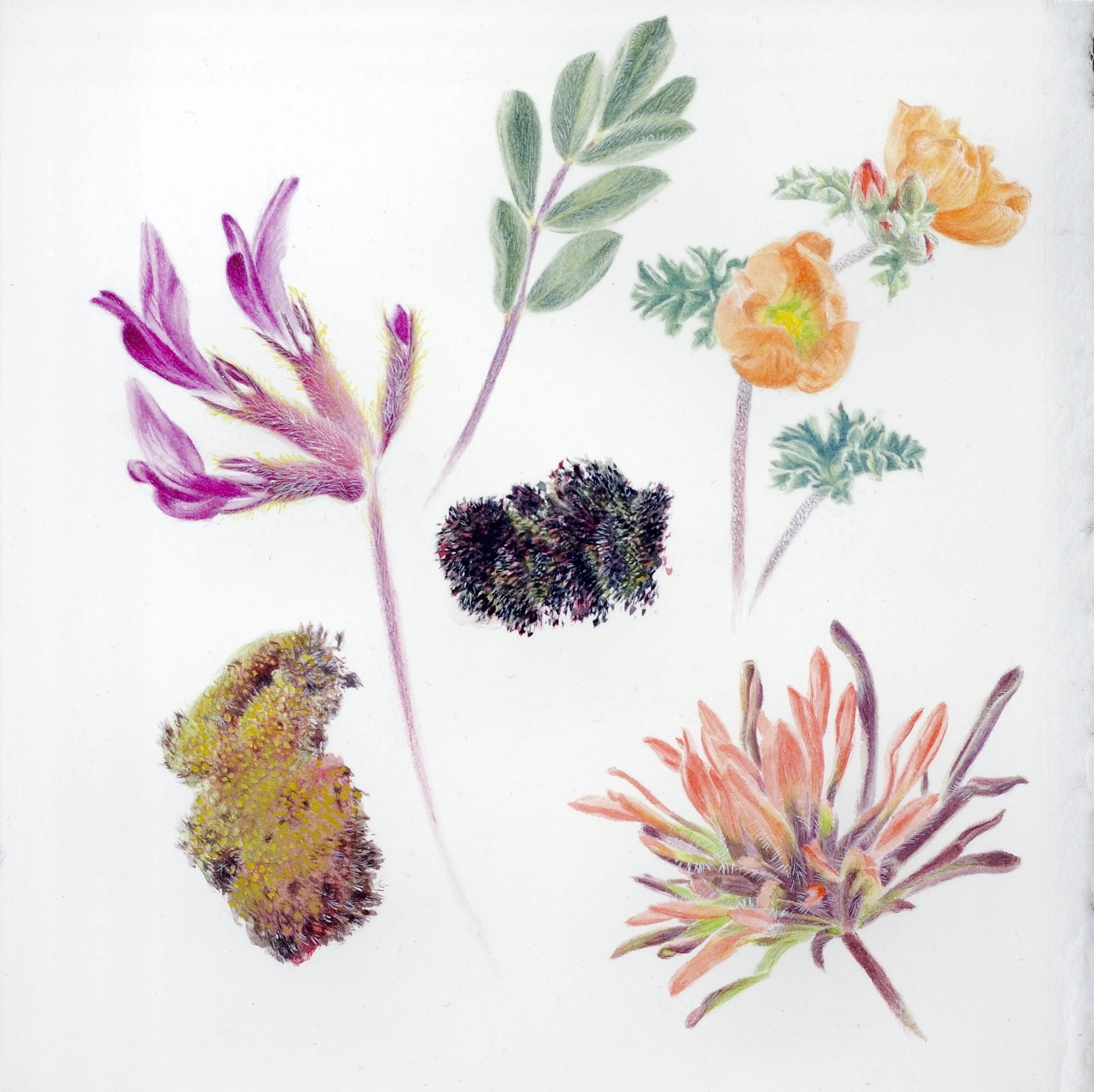  Ways to Stay Tender in a Harsh World: Great Basin Desert Notes 
 
watercolor on paper
6.5 x 6.5 in 2024