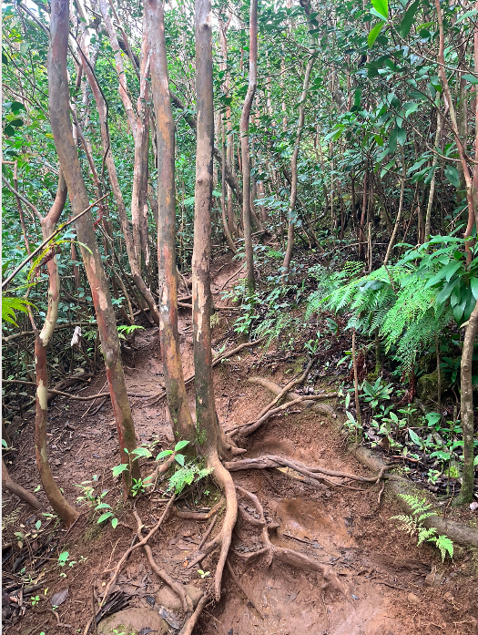 Happy Lunar New Year! Happy Month of Love!