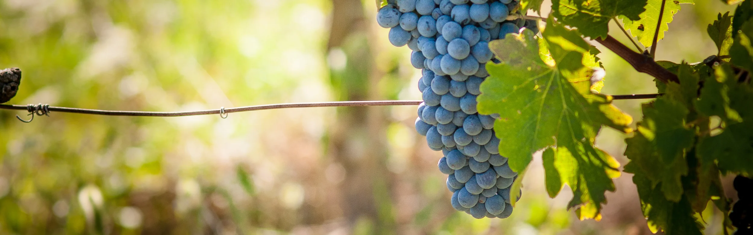 Syrah Harvest 7.jpg