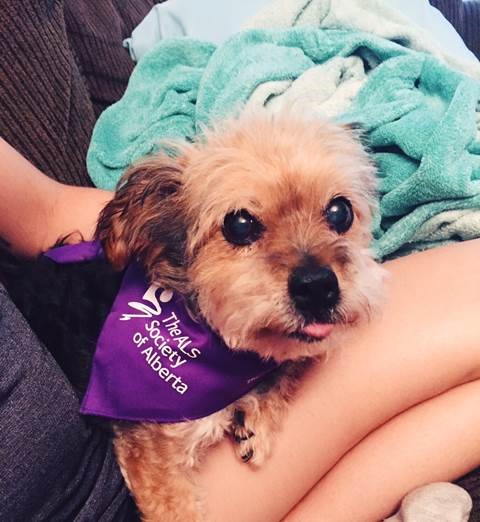 Kivi wears her ALS Society of Alberta bandana to help spread ALS Awareness!