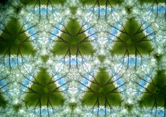 Walnut Tree through Kaleidoscope, Pennsylvania