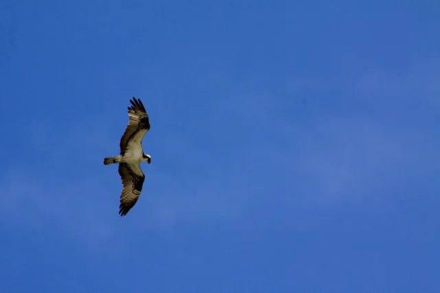 Osprey, Outer Banks, NC