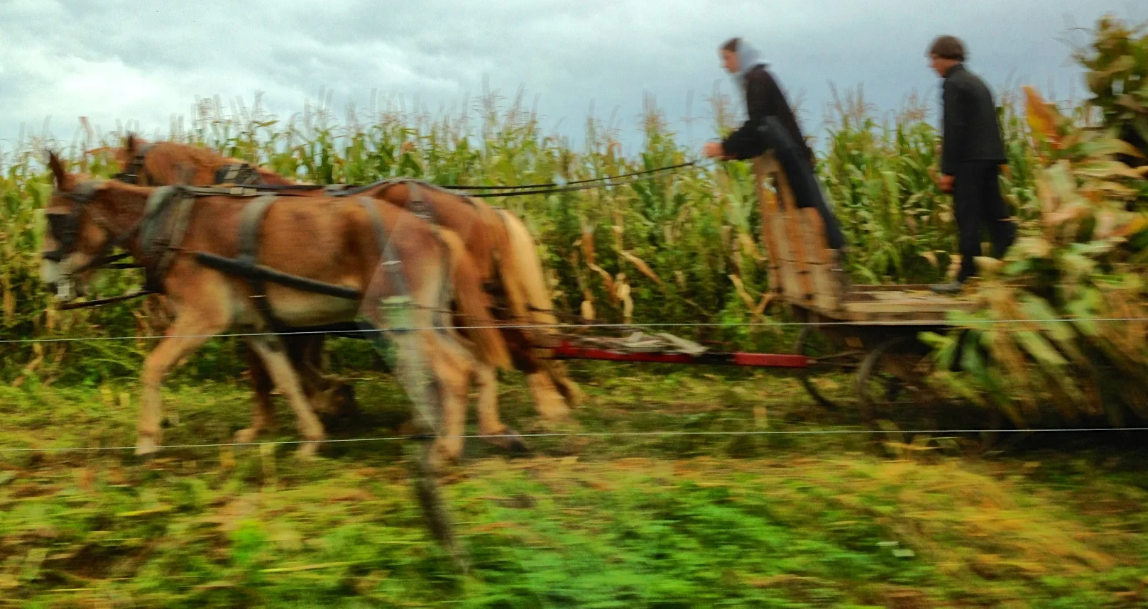 Amish Corn Harvest, Pennsylvania