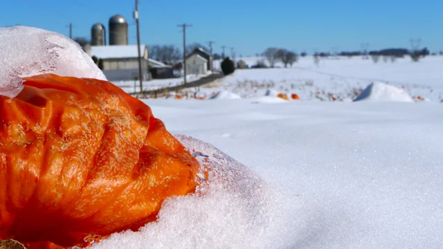 Snow covered pumpkin, Lancaster County, Pennsylvania