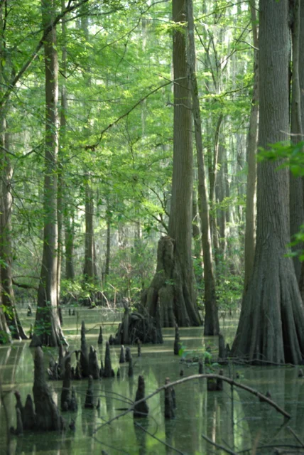 Cypress Trees, Louisiana