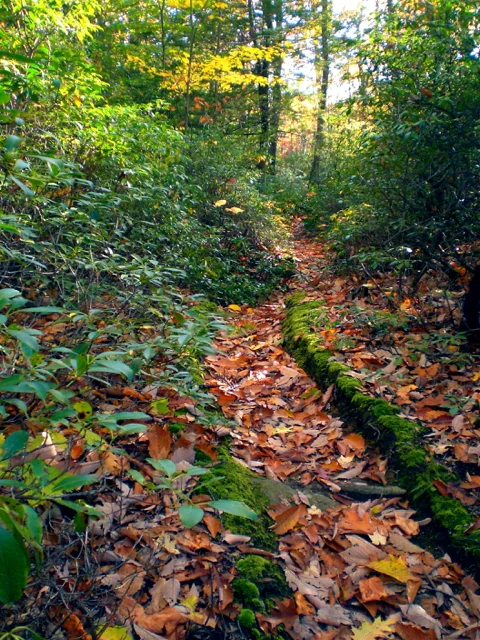 Autumn path, New York
