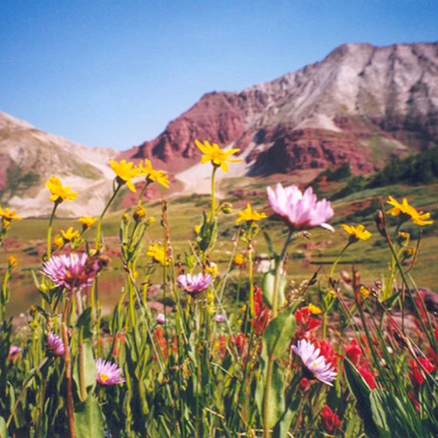 Alpine Flowers, Colorado