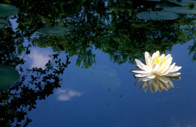 Water Lily, Virginia