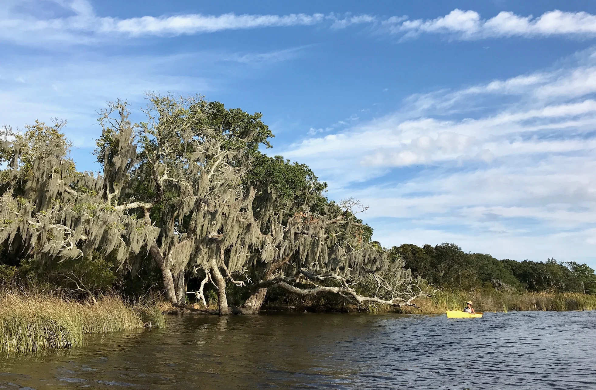 Live Oak with Spanish Moss, Currituck National Wildlife Refuge, NC