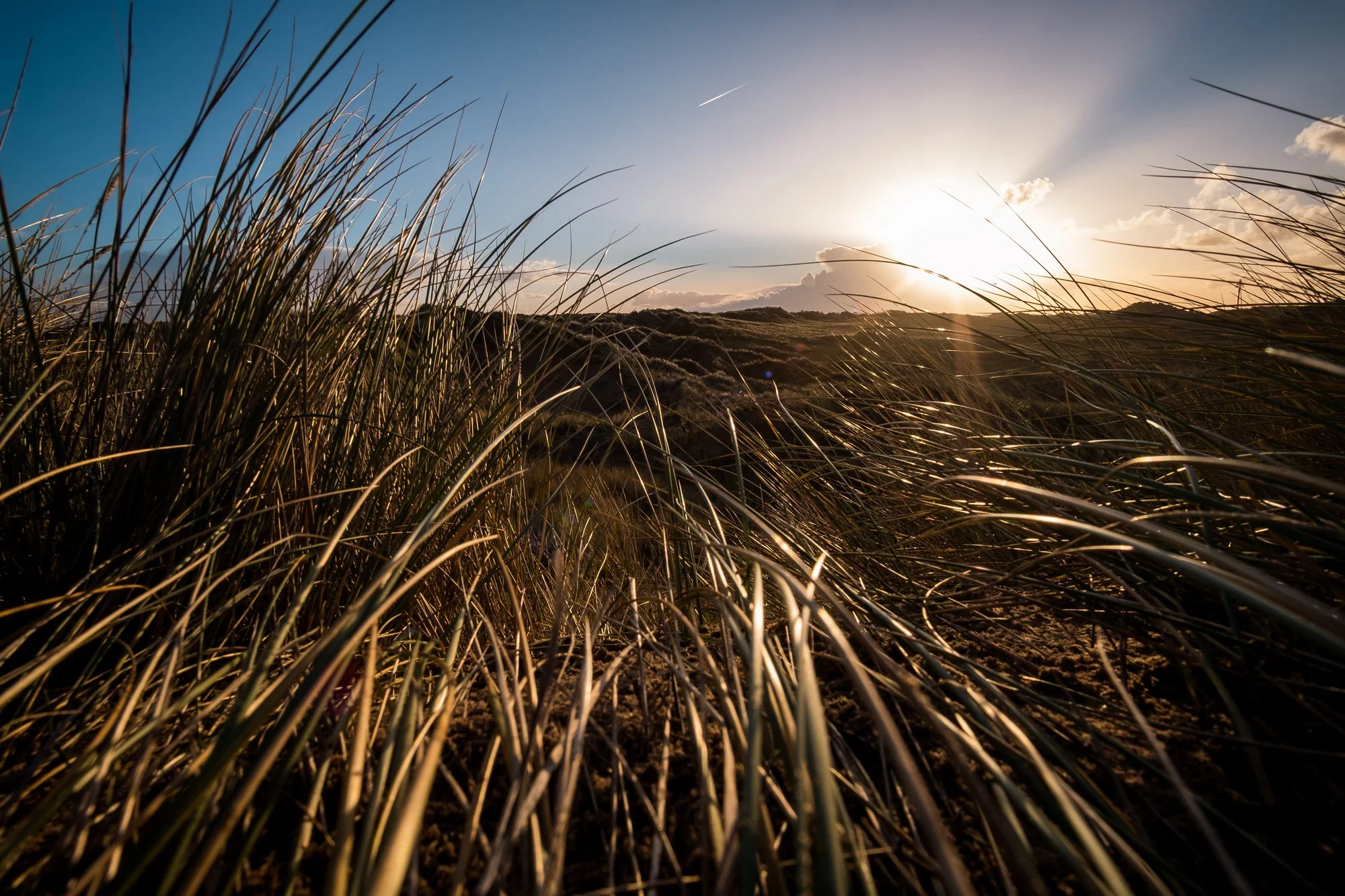 the sun cutting through the grass