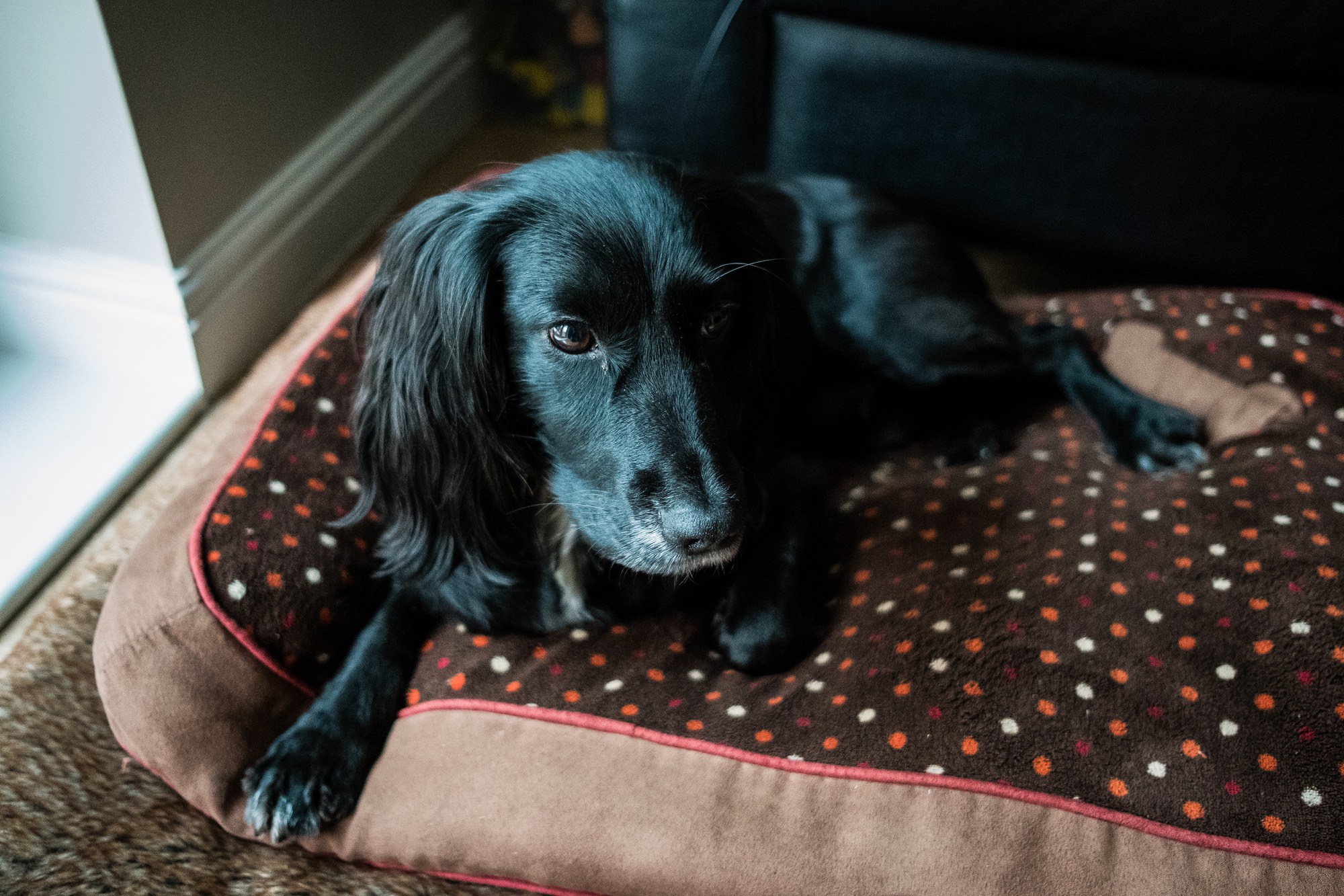 dog sat on mat