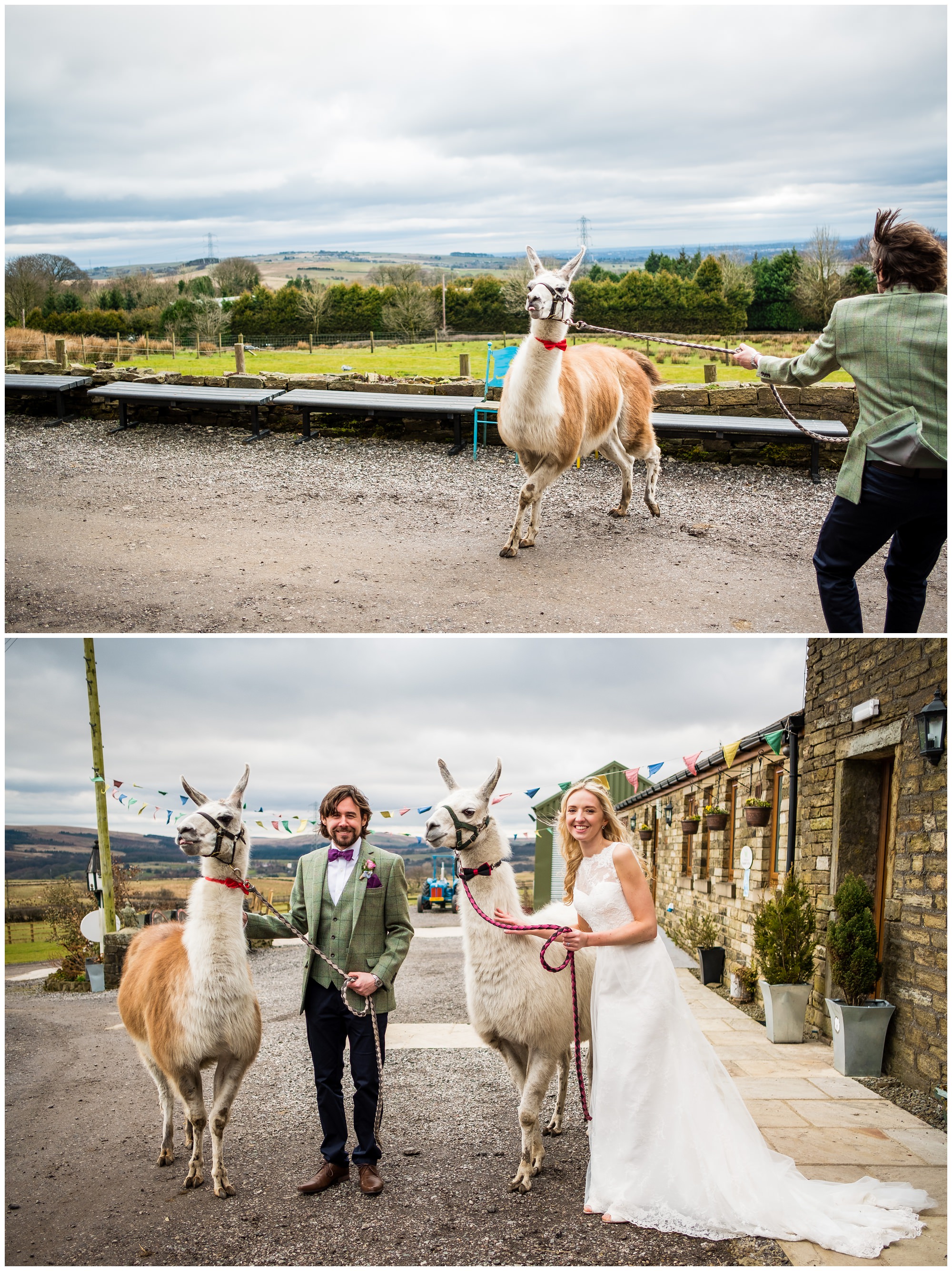 newlyweds with lamas at the wellbeing farm