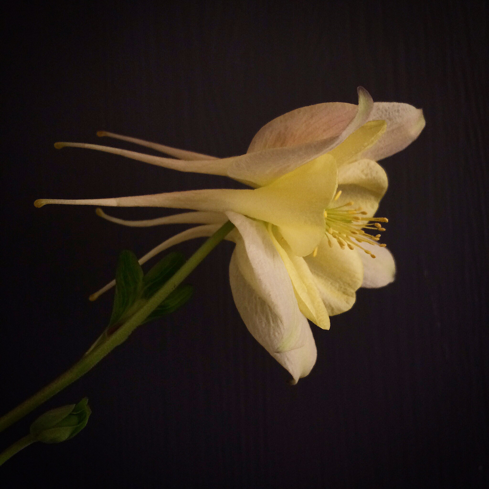 Aquilegia heaven