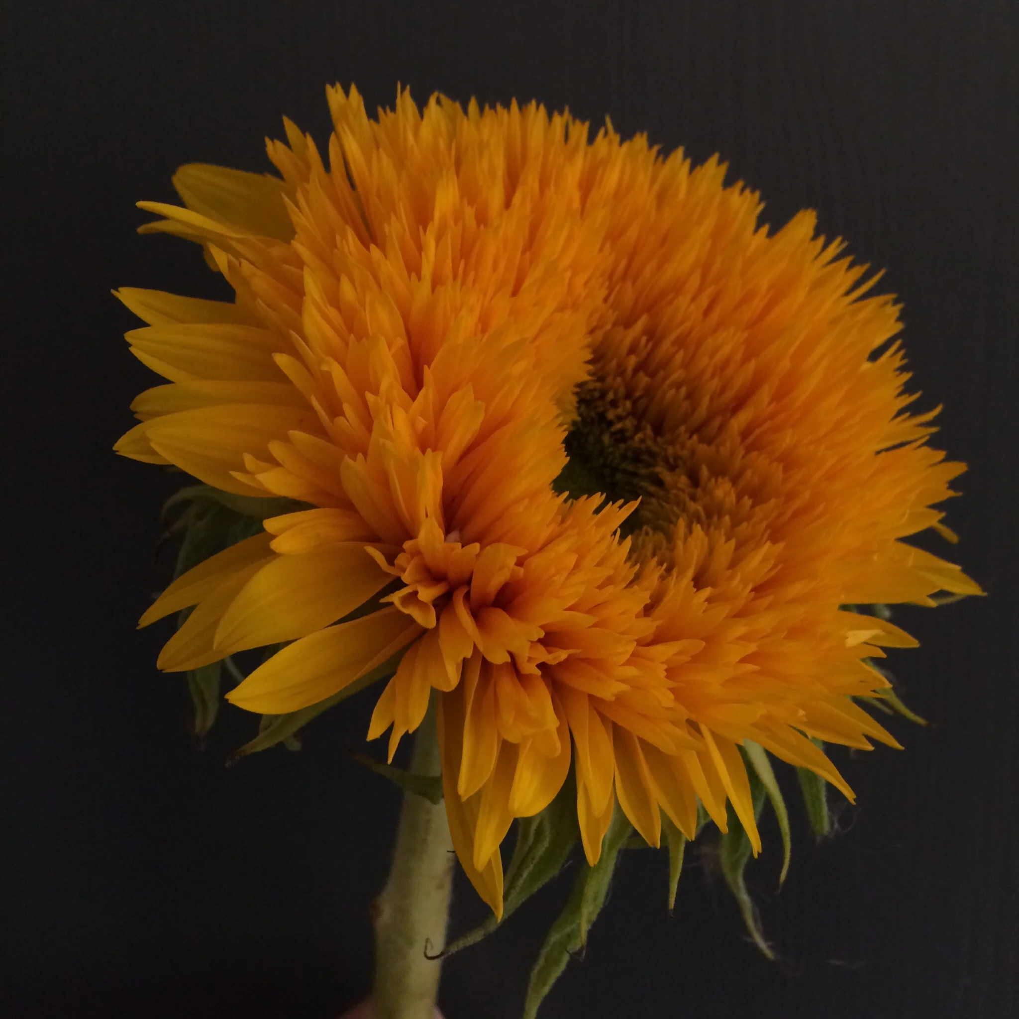 Teddy bear sunflowers