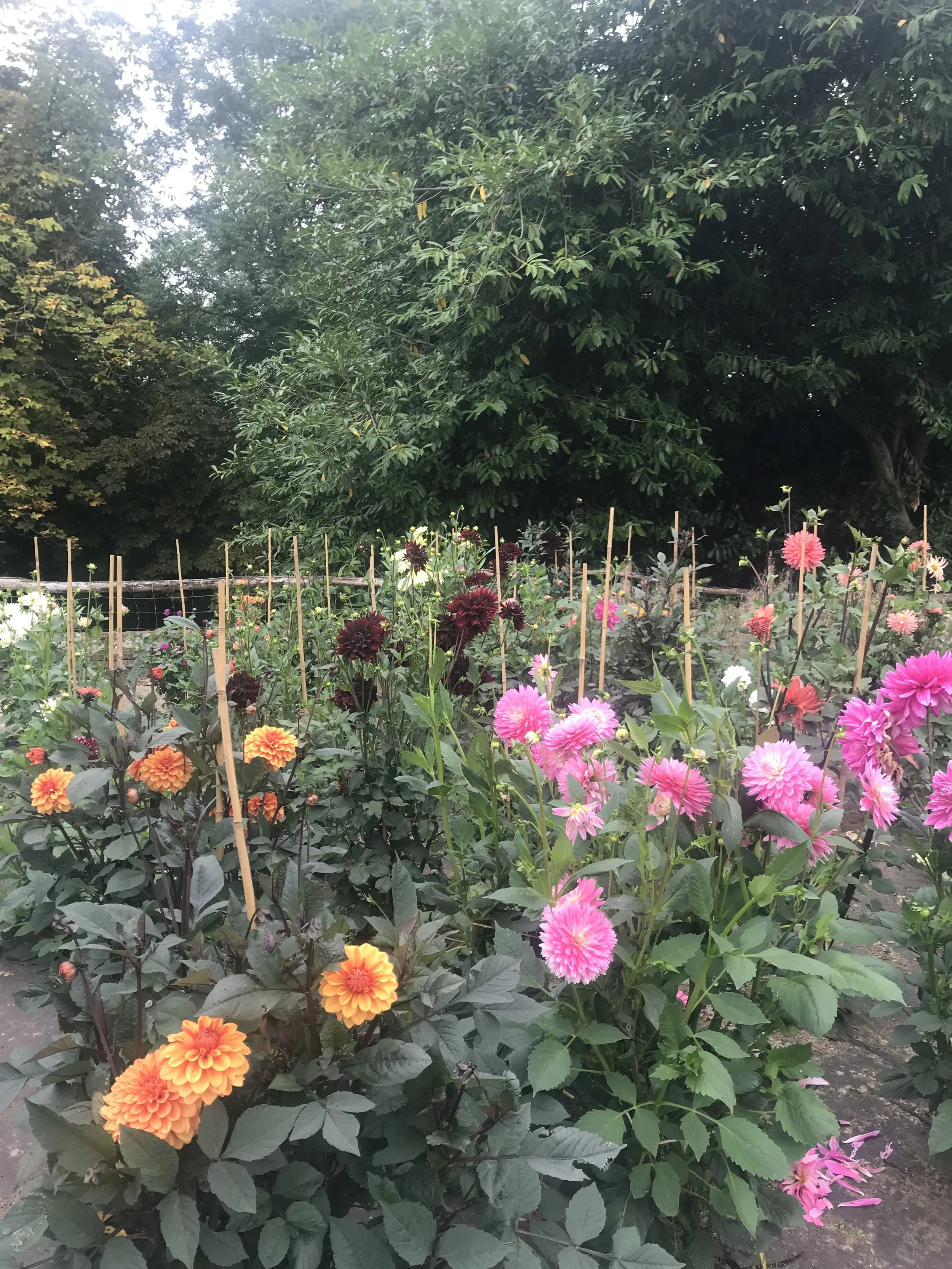 Dahlia beds at our Cowdray House Cutting Garden