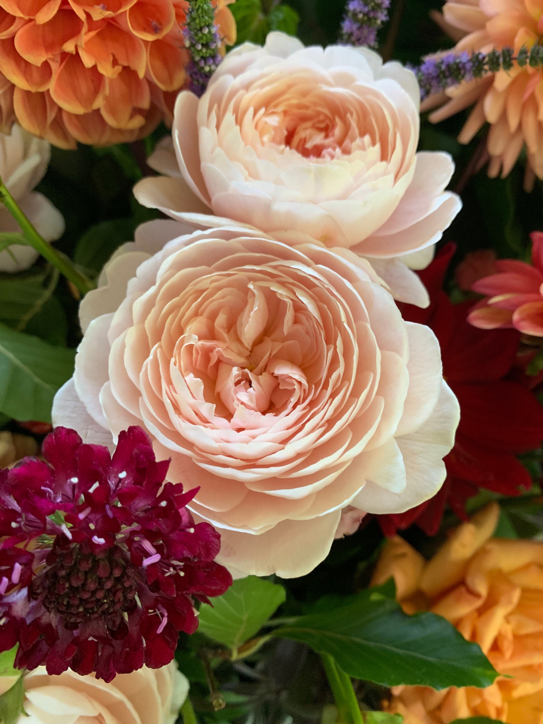 British grown garden roses