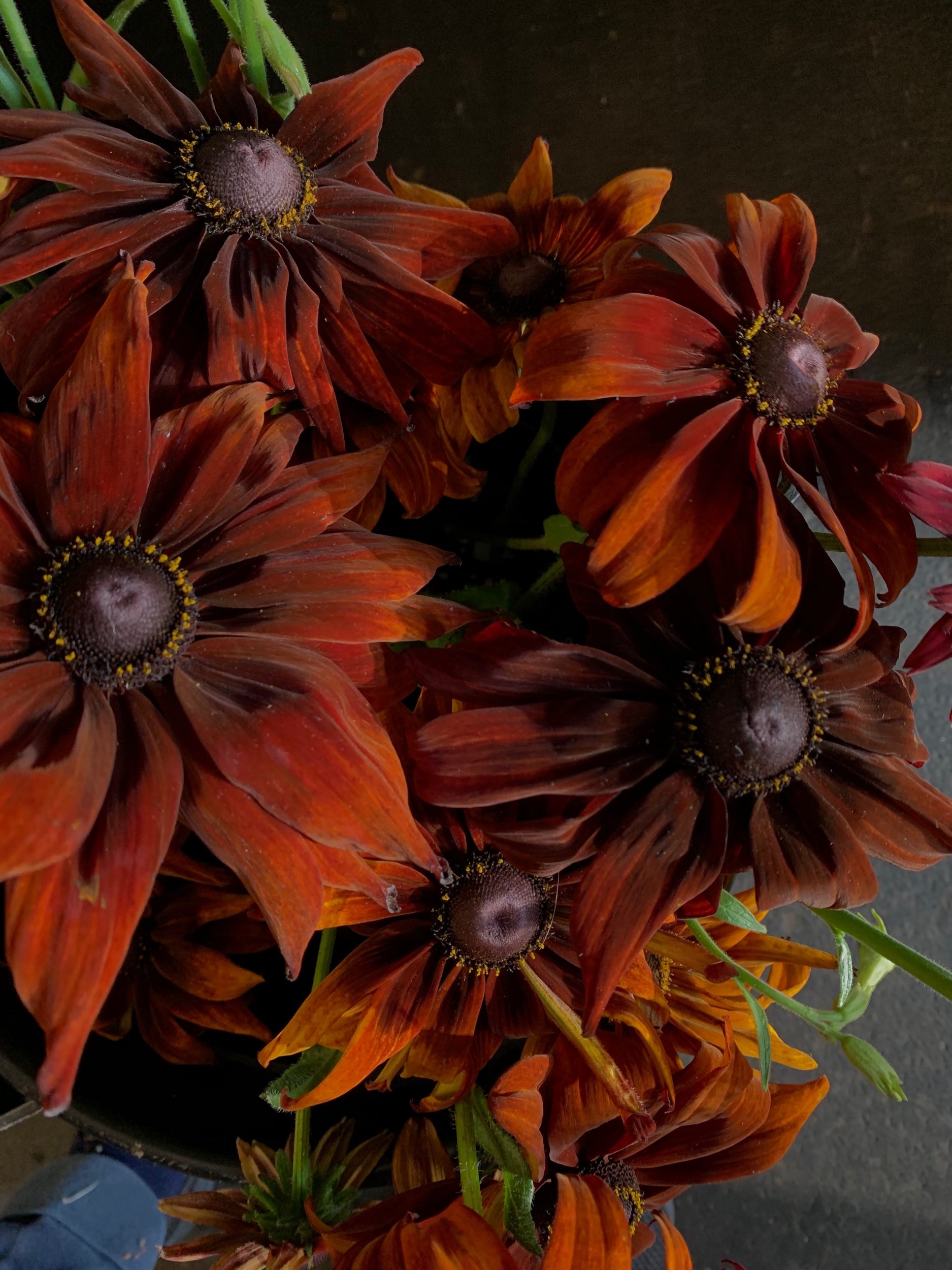 British grown rudbeckia