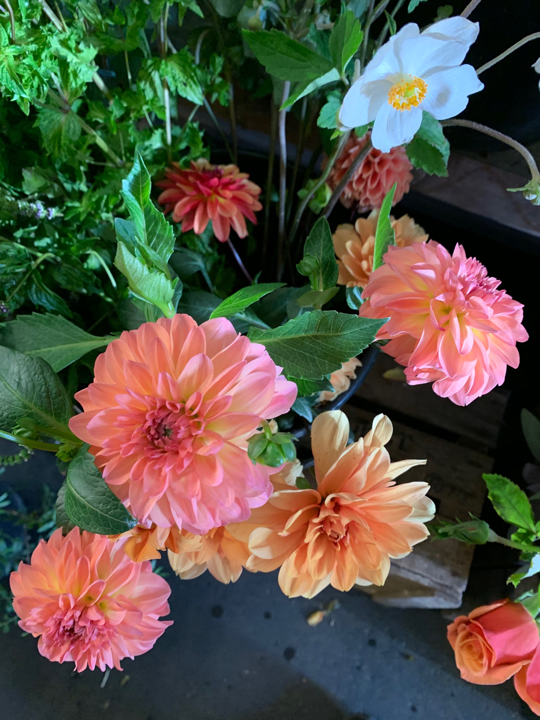 British Dahlias