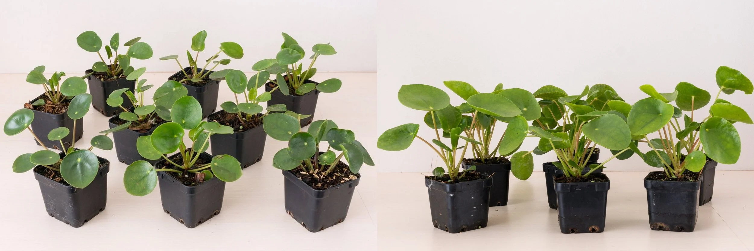 pilea verkooppunten-003.jpg