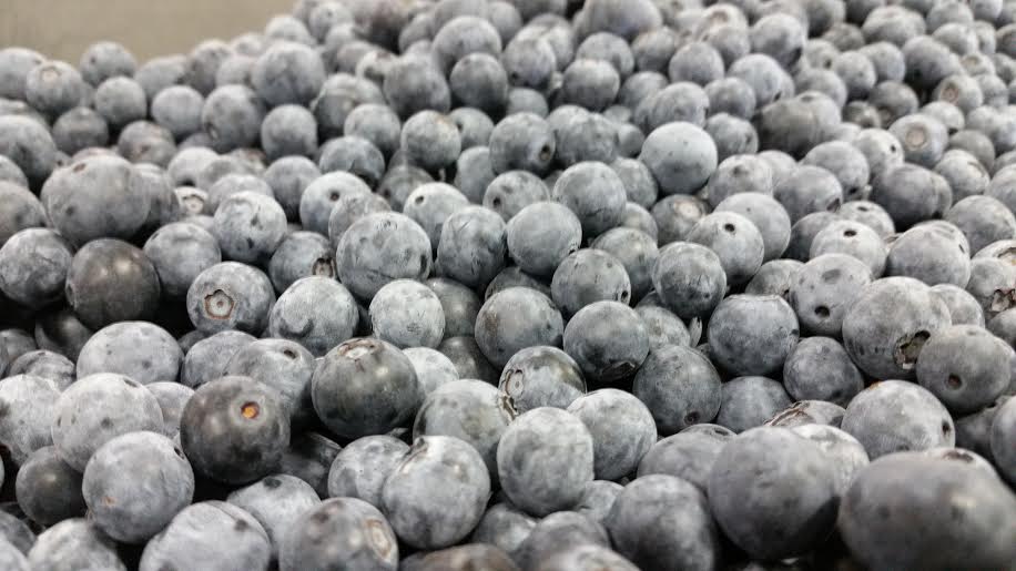 Blueberry Close-up.jpg