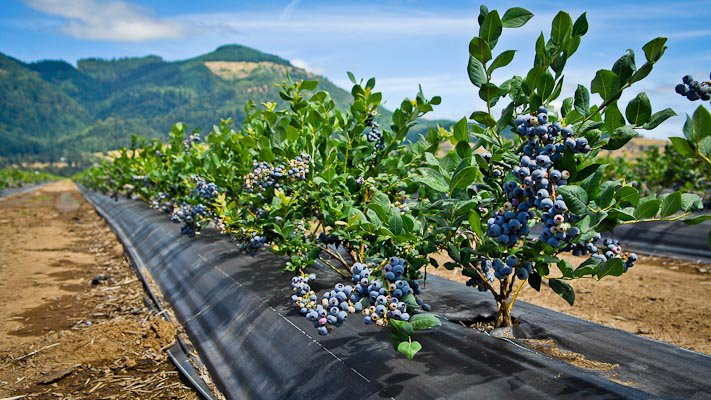 Blueberry Bush.jpg