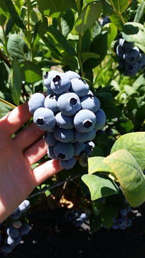 Giant Blueberries.jpg