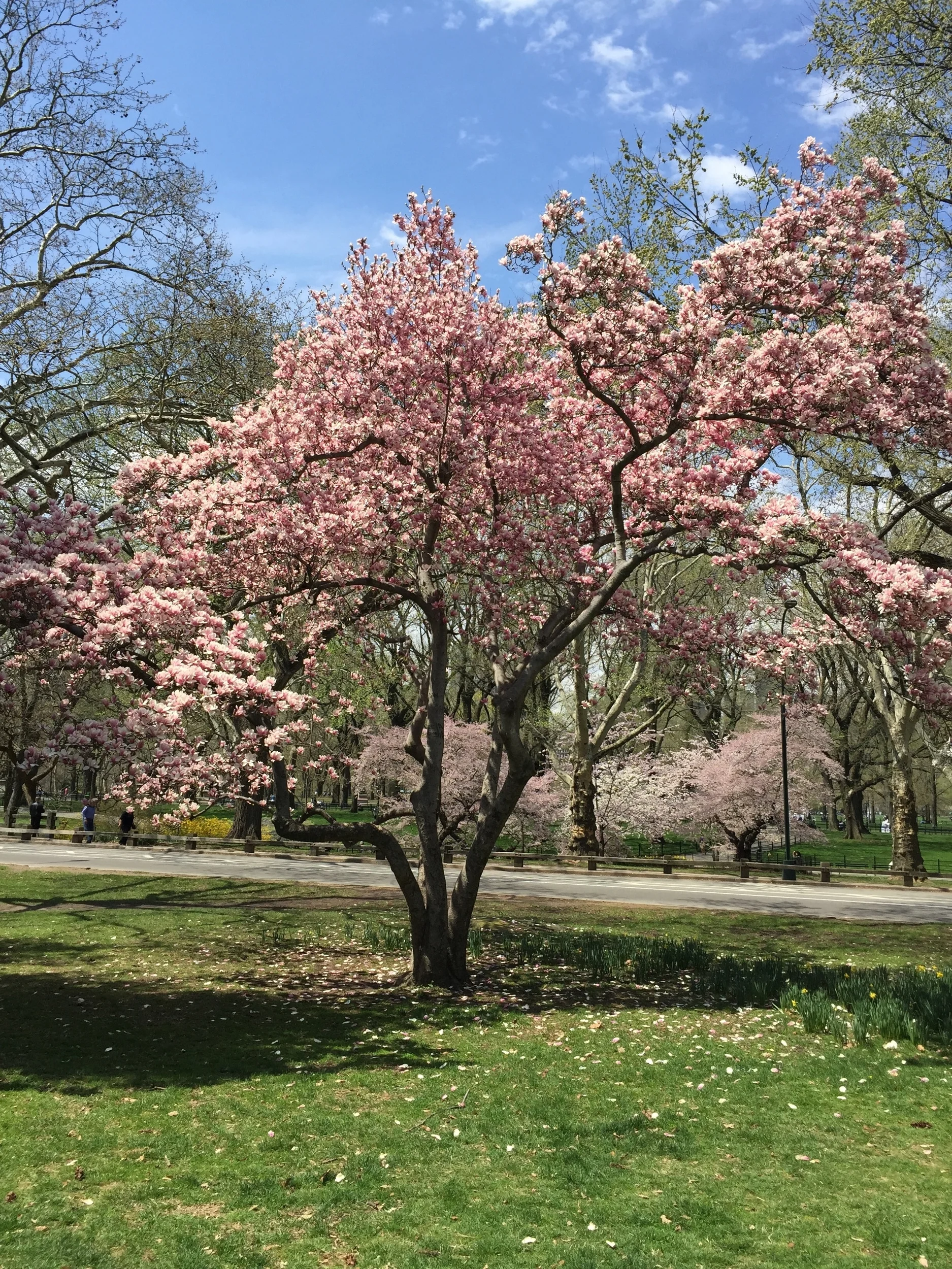 Spring Tree.jpg