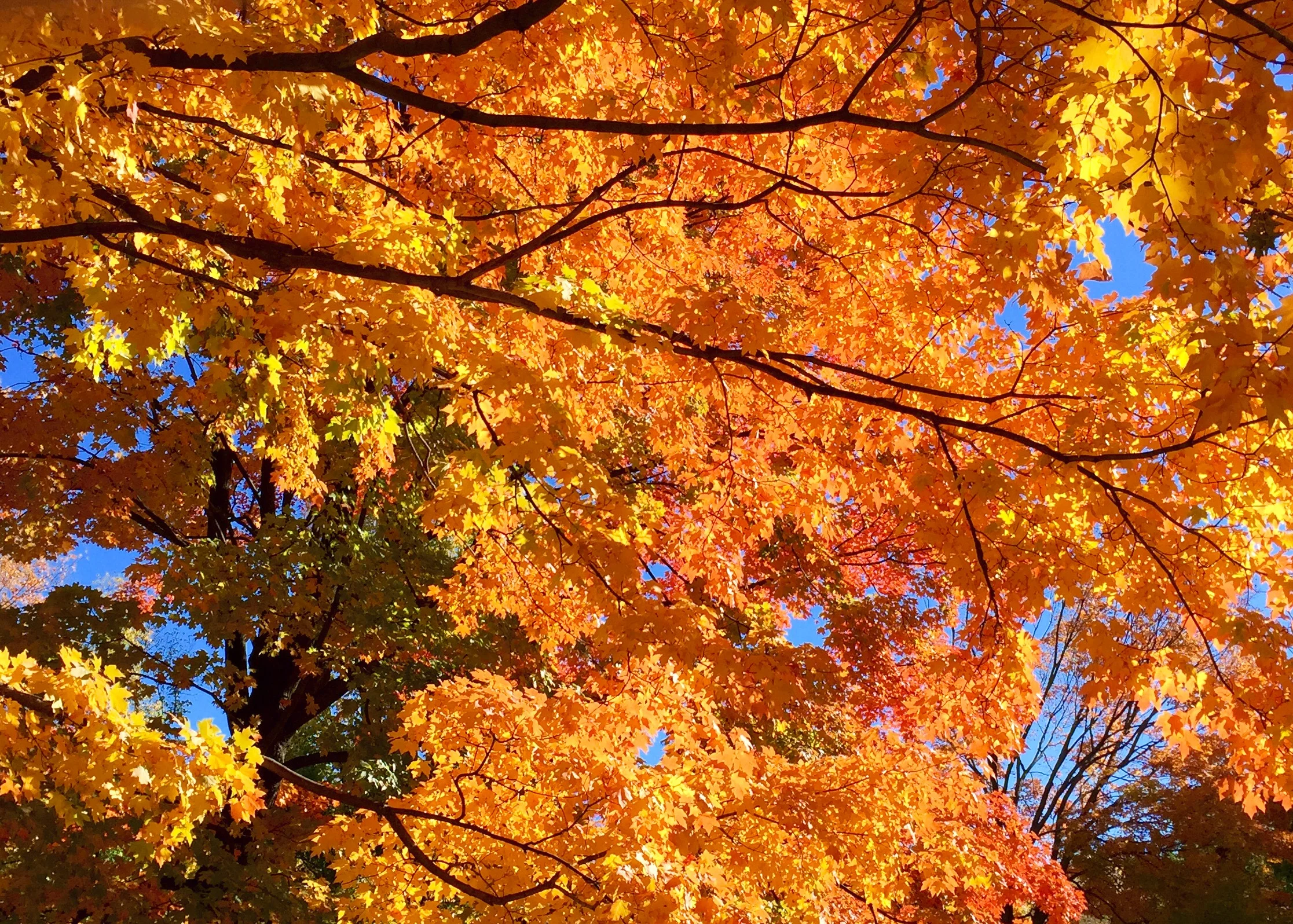 fall.jpg