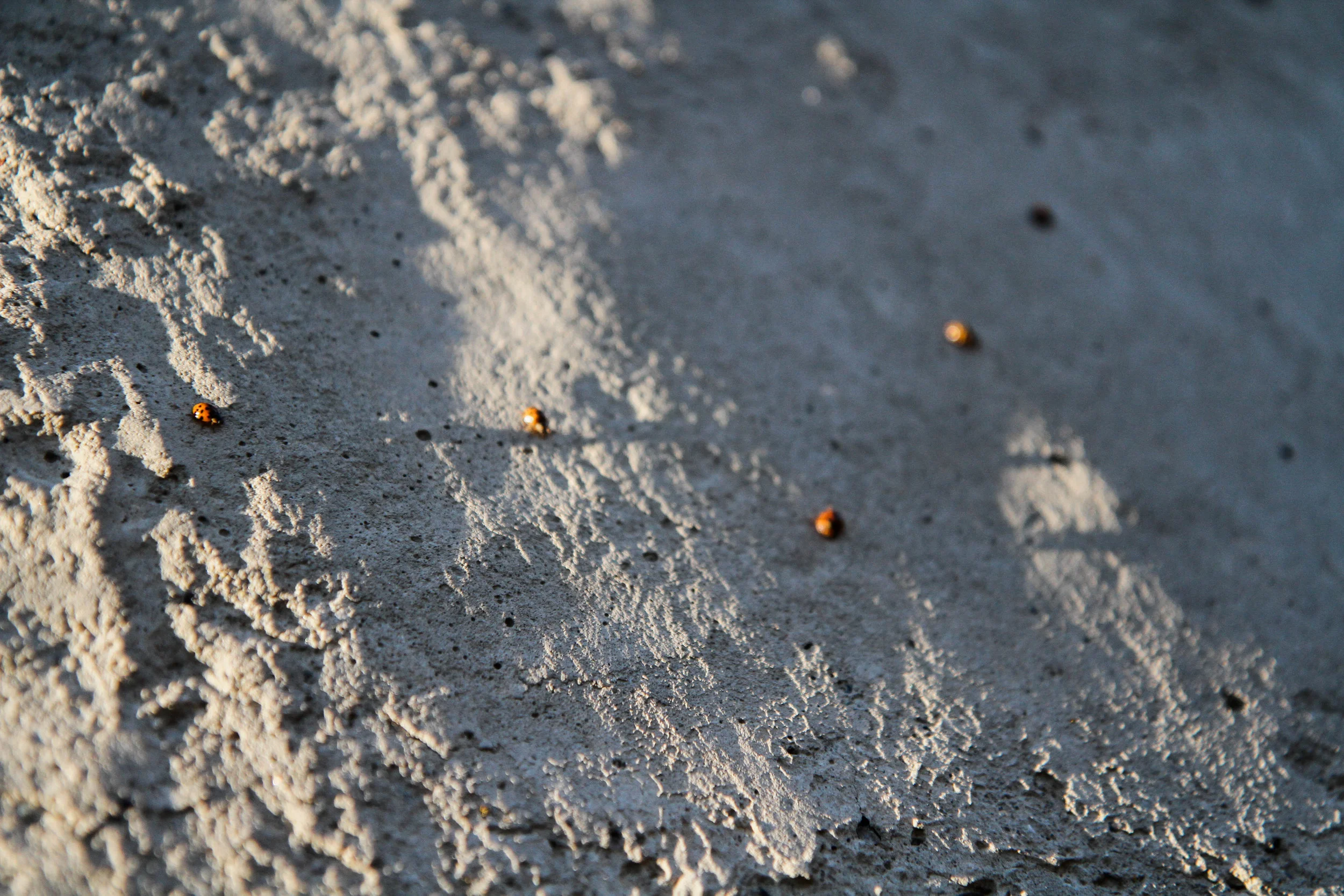 Berries_0266.jpg