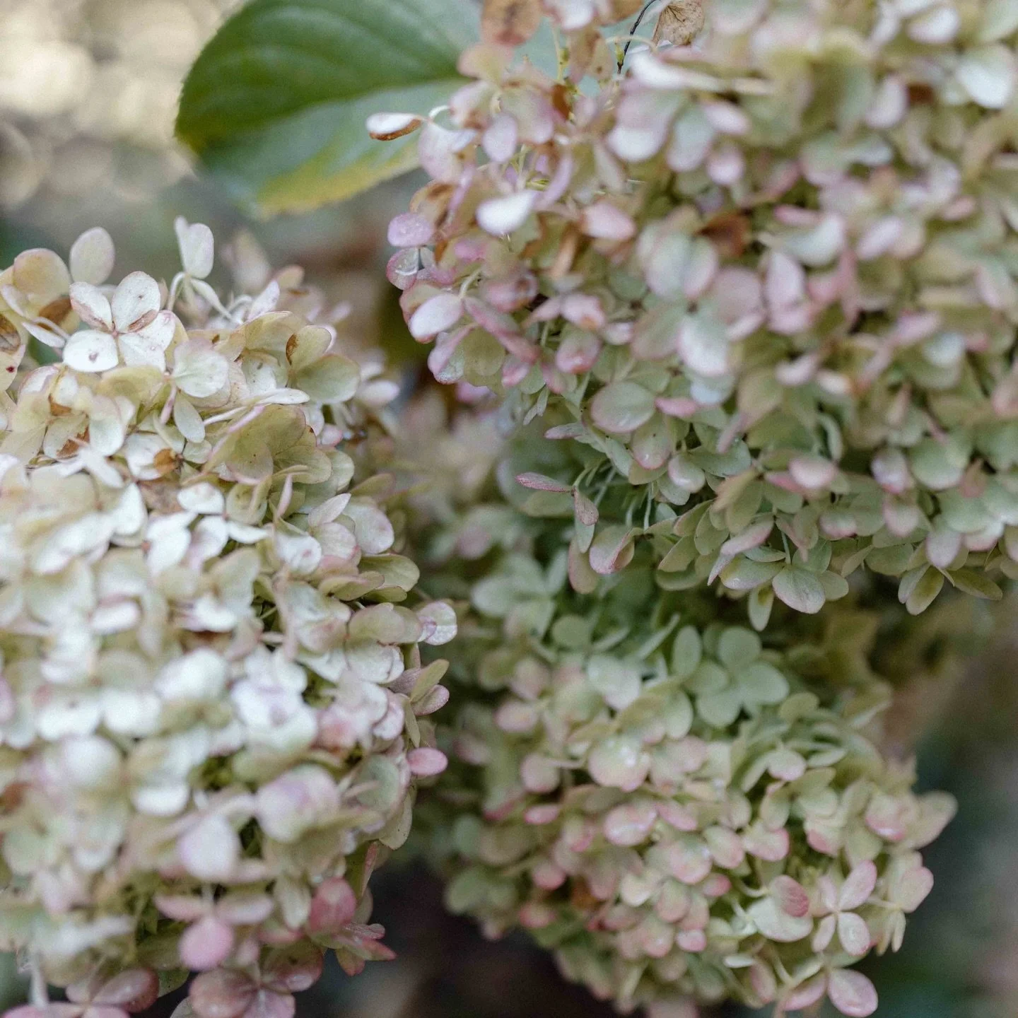 A beautiful wedding day at The Farm, A Gathering Place in Candler, NC
&bull;
Second shoot for @simonanthonyphoto