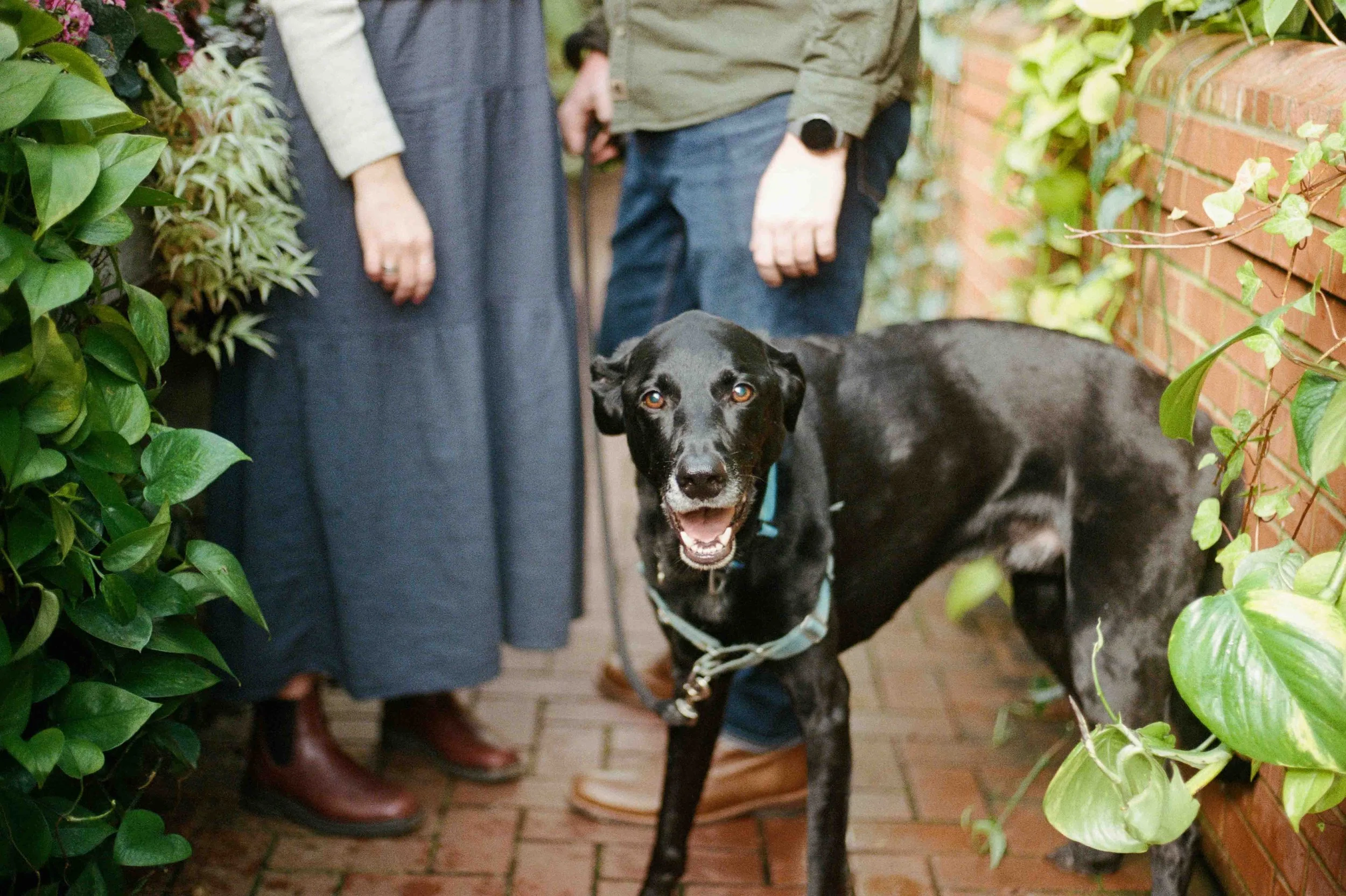 Biltmore Engagement Photos Film-10.jpg