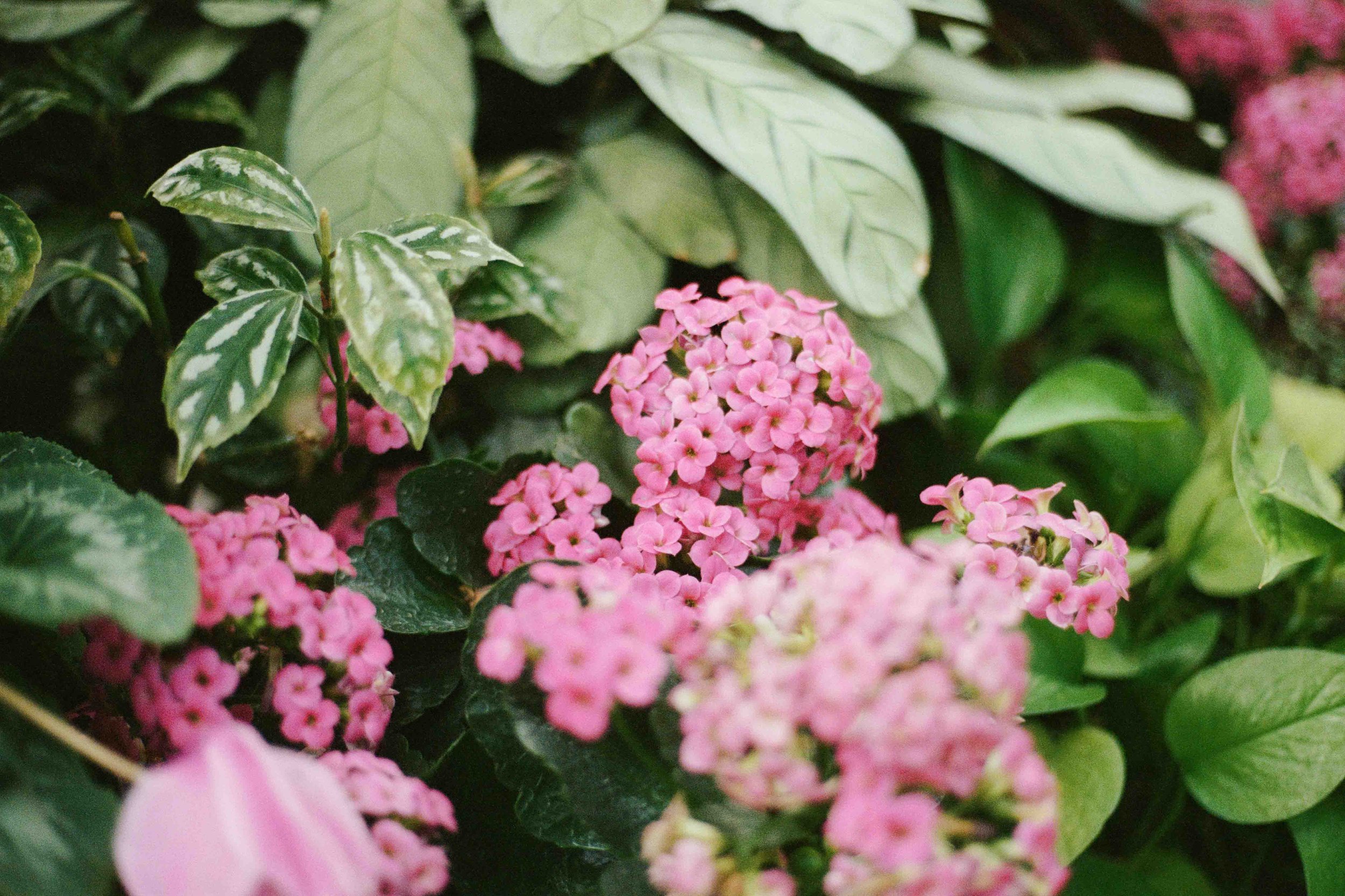 Biltmore Engagement Photos Film-11.jpg