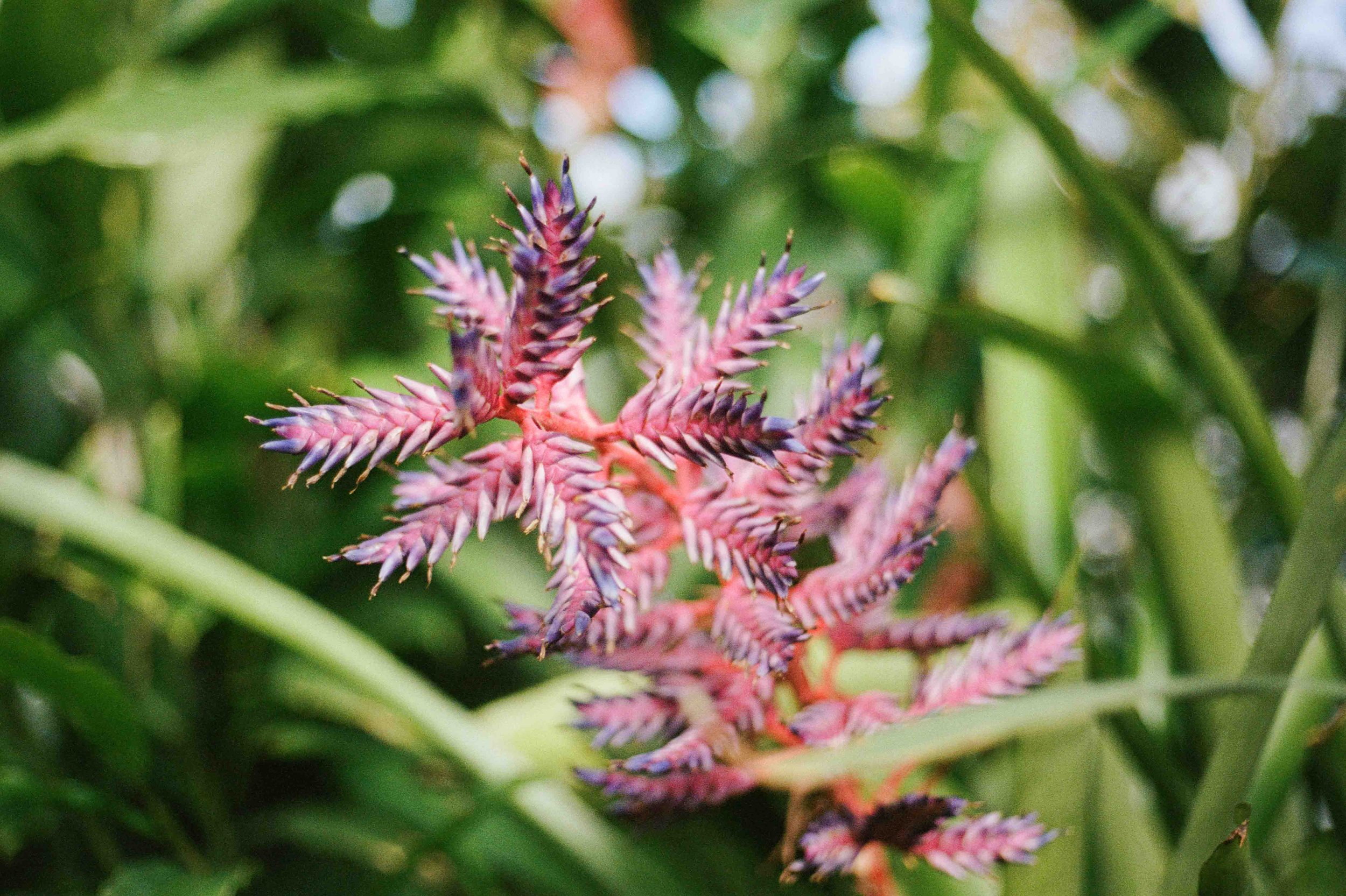 Biltmore Engagement Photos Film-12.jpg