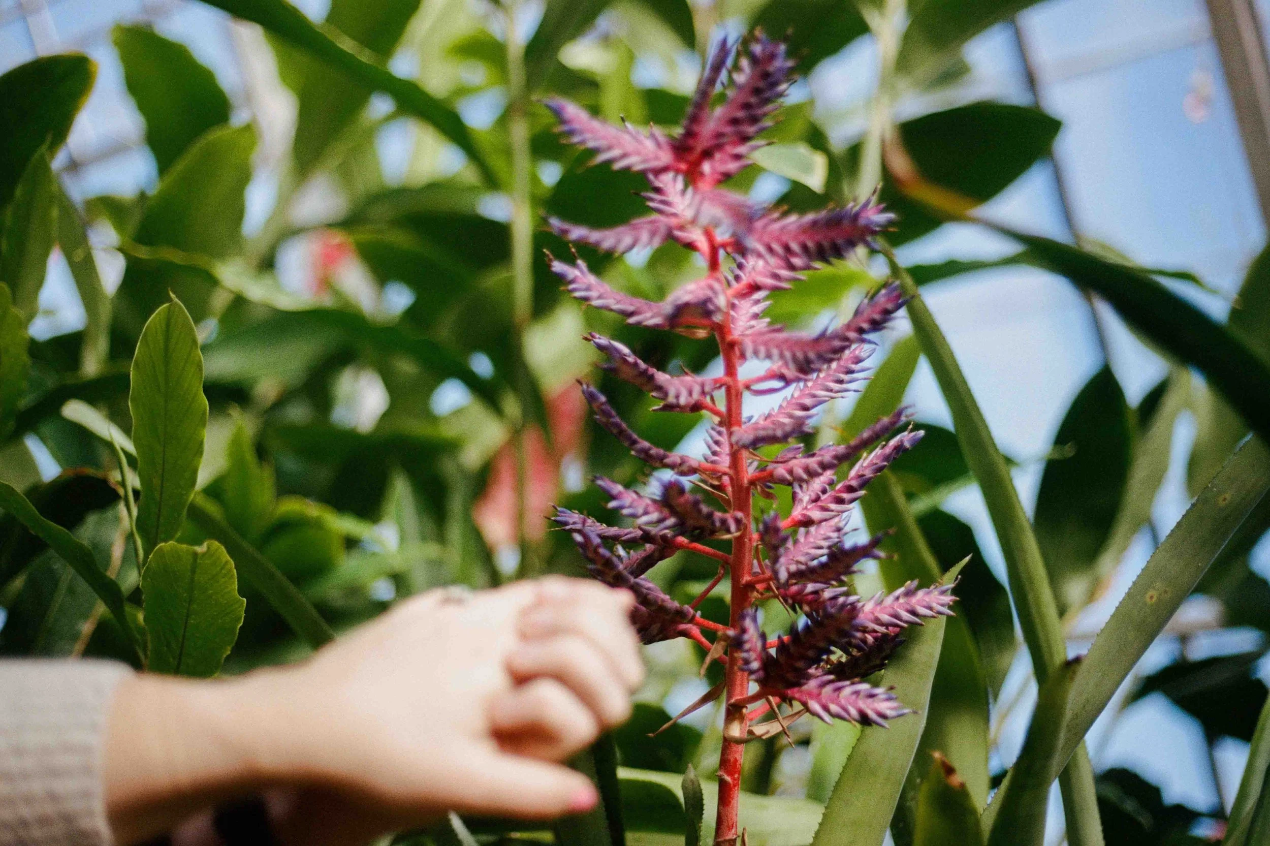 Biltmore Engagement Photos Film-15.jpg