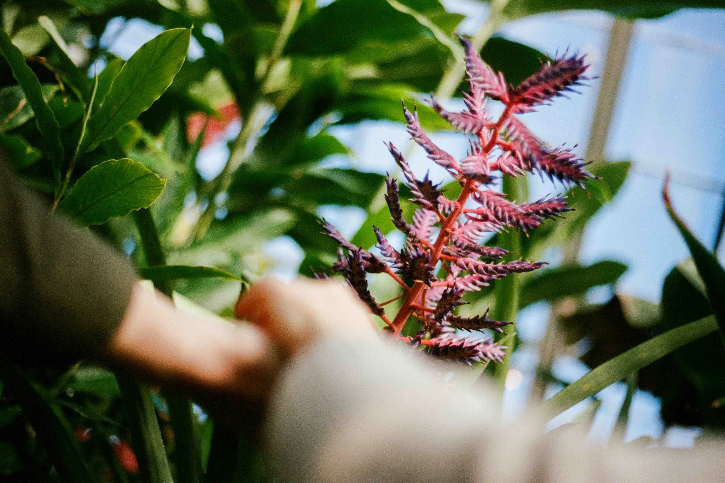 Biltmore Engagement Photos Film-19.jpg