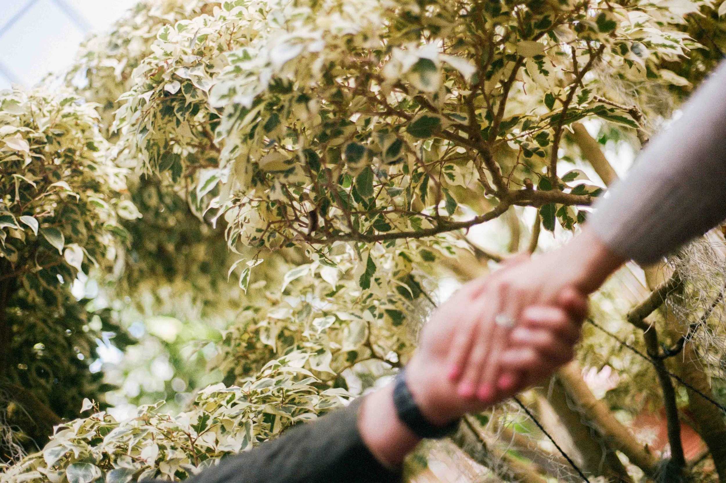 Biltmore Engagement Photos Film-31.jpg