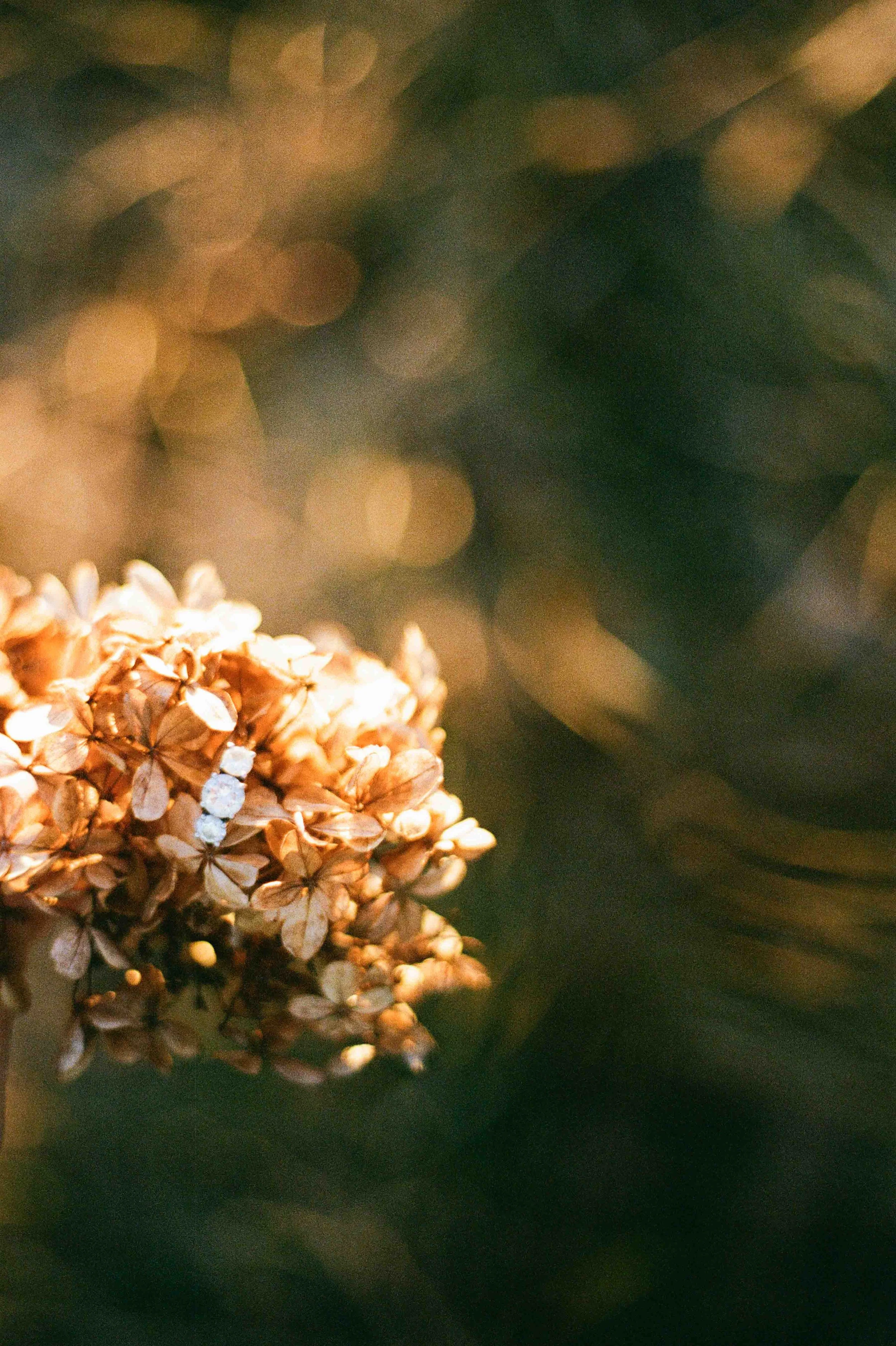 Biltmore Engagement Photos Film-128.jpg
